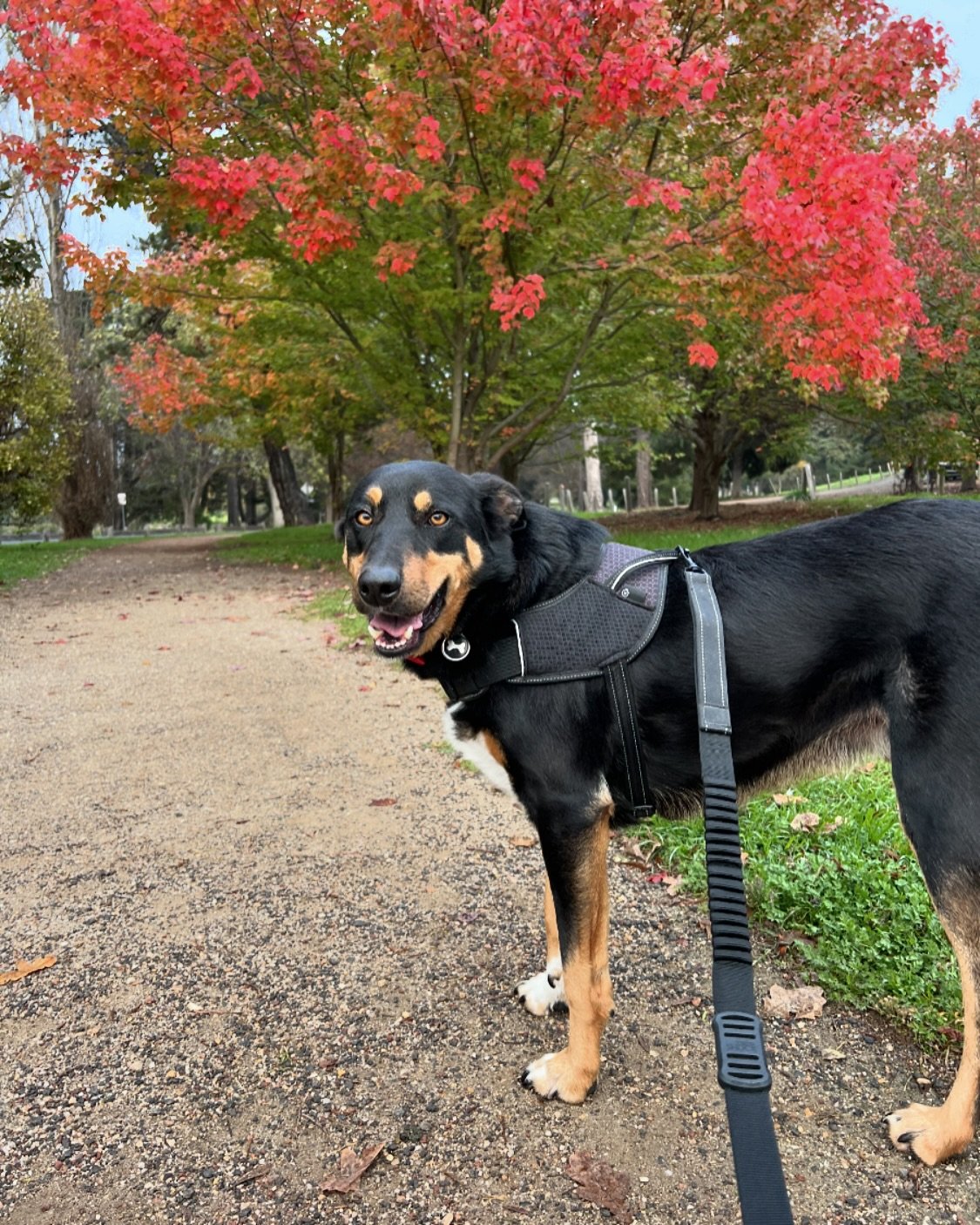 Who&rsquo;s a pretty boy 🍂❤️

#autumn #autumnleaves #dogsofinstagram #runningwithdogs #kelpiecrossbordercollie #geelong