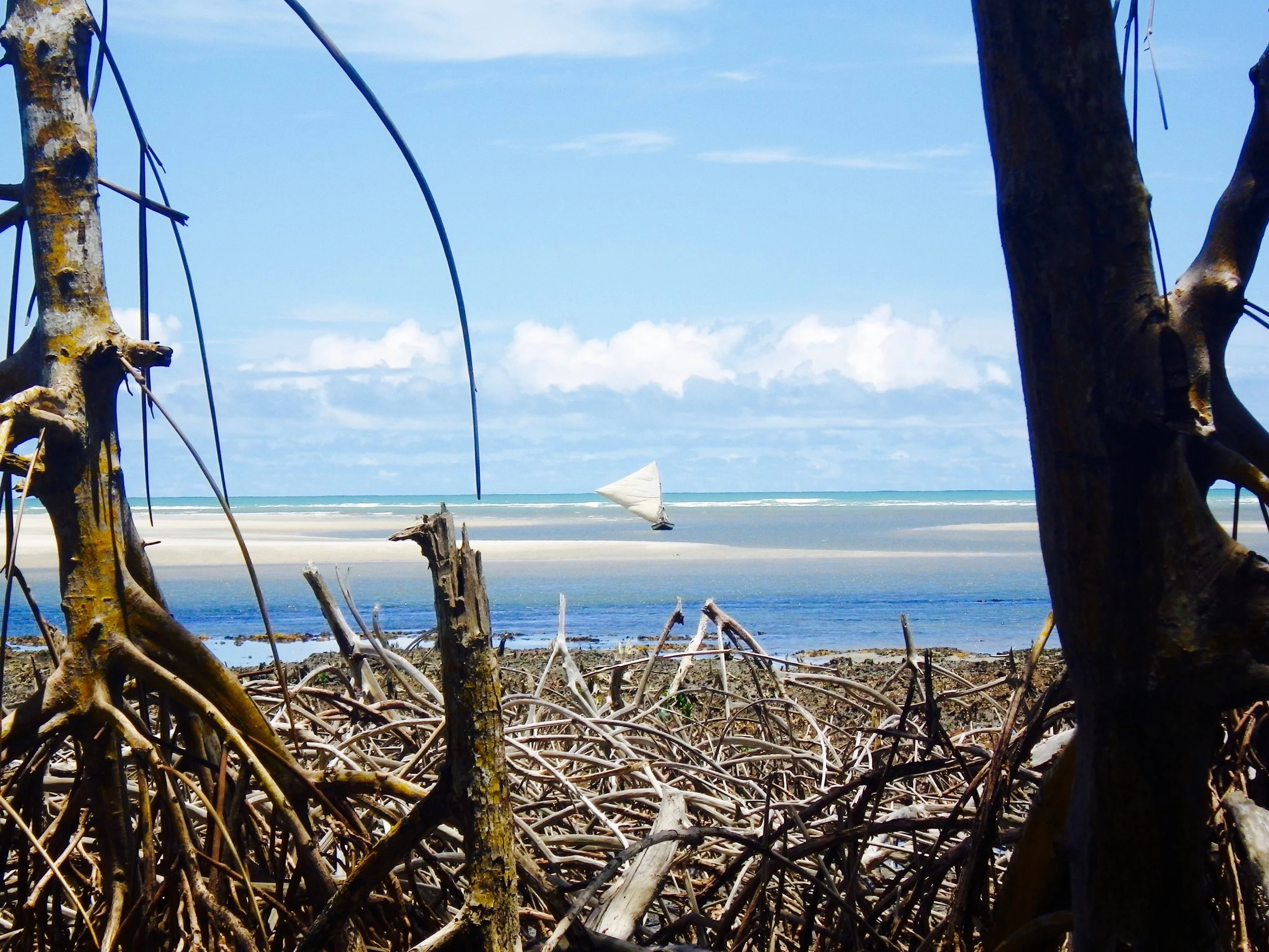 Mangrove Guriu.jpg