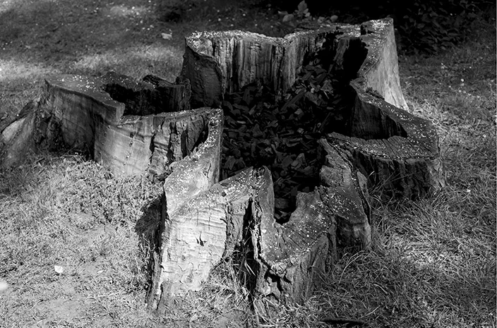 Charcoal Tree.smallcopy.jpg