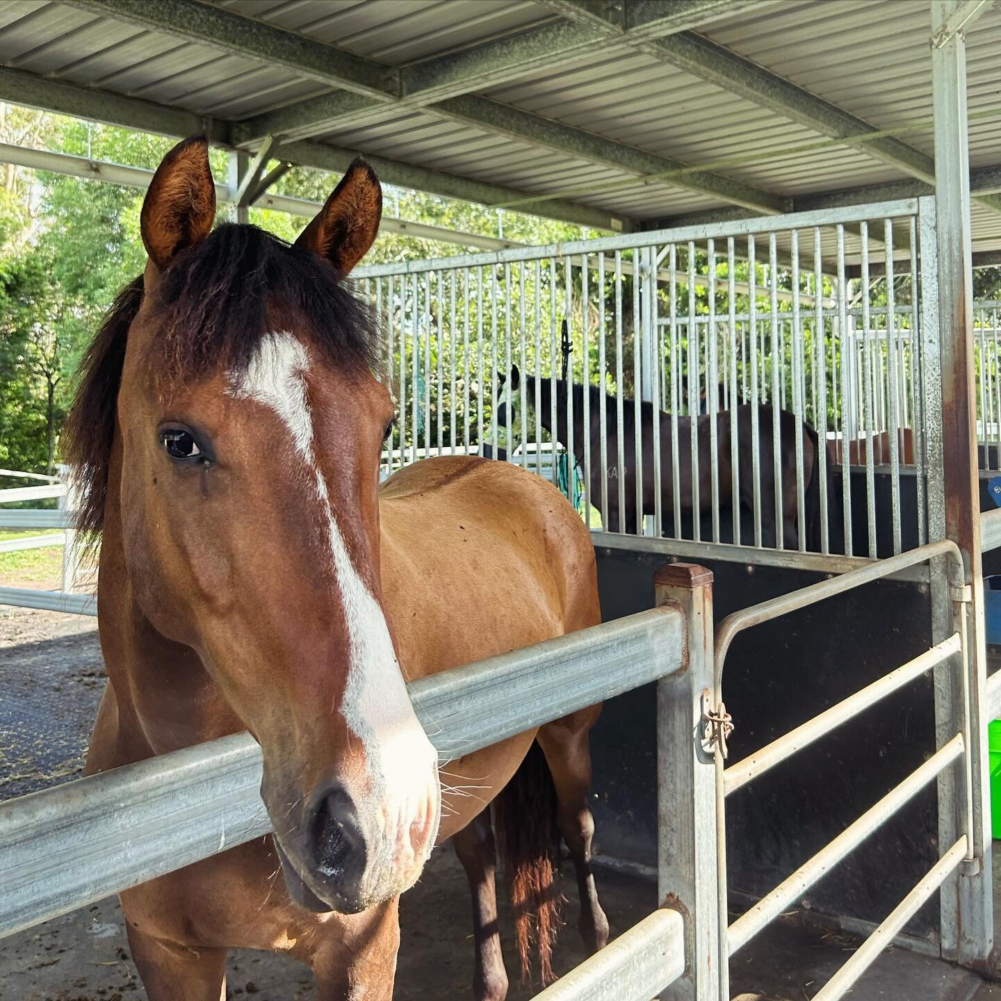 Group horses ready to head out for the day ☀️🌱