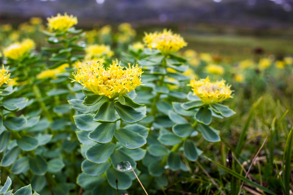 Ruusujuuri (Rhodiola rosea)