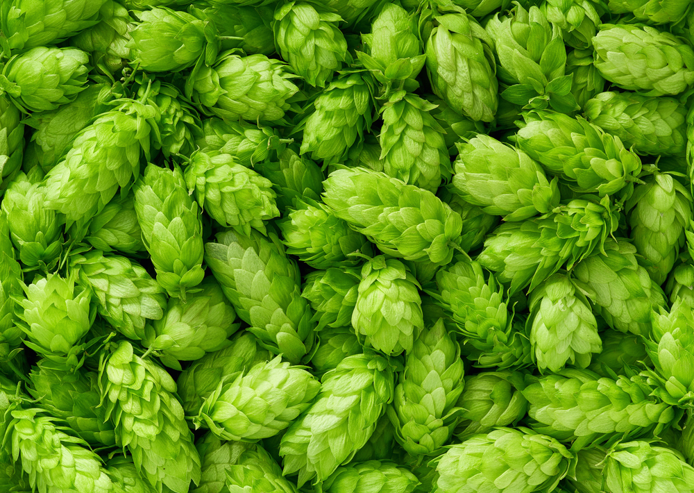 Humala (Humulus lupulus)