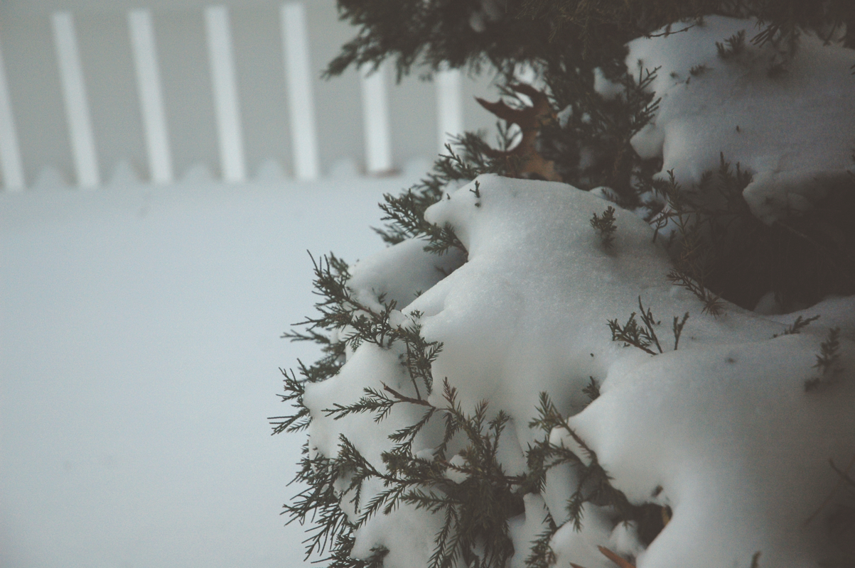 snow tree