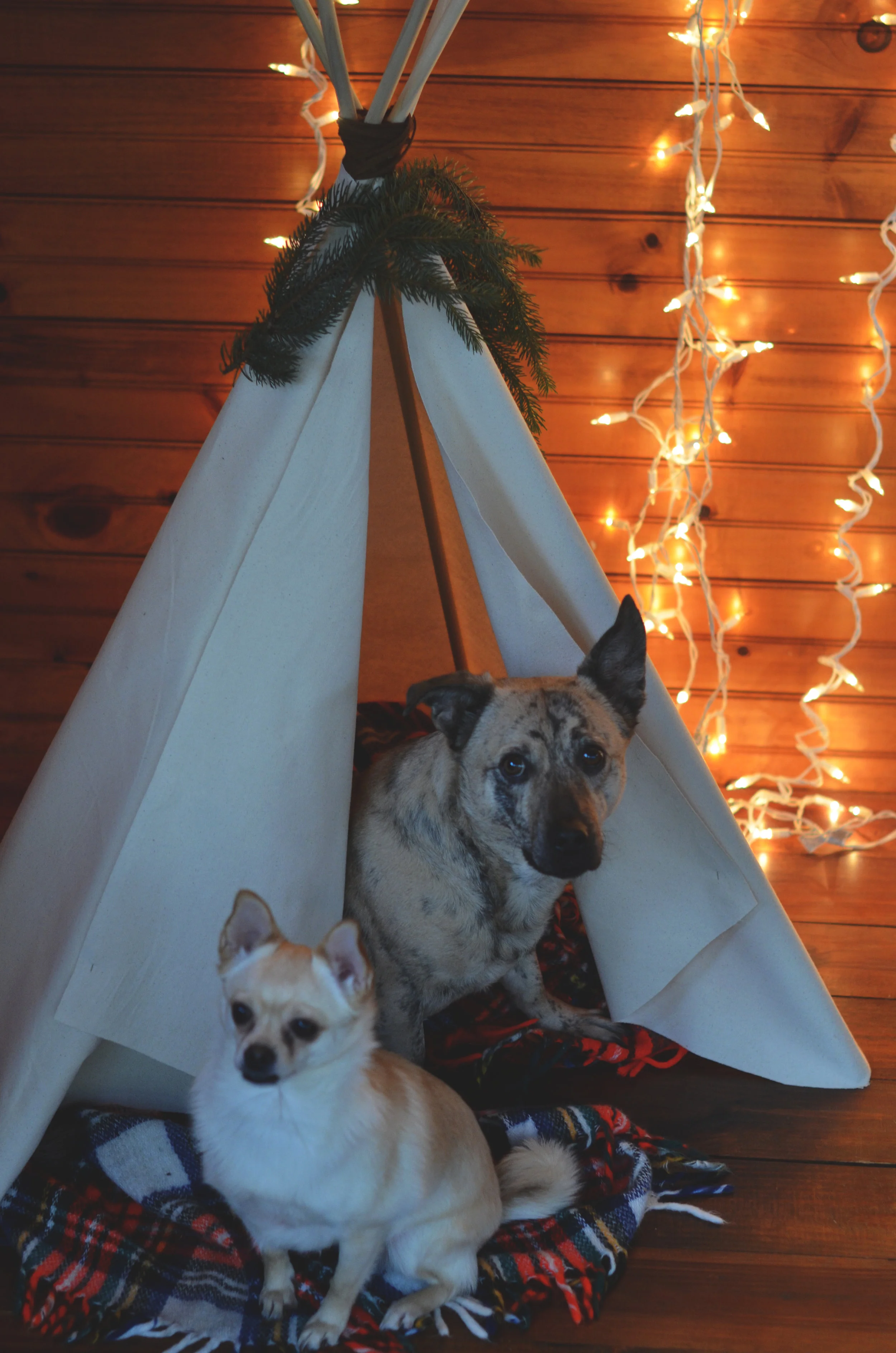Dog Tipi DIY Tutorial
