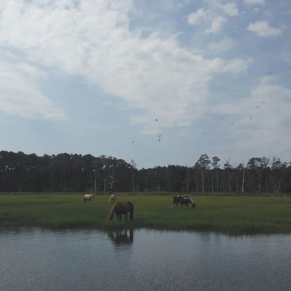 Chincoteague Ponies