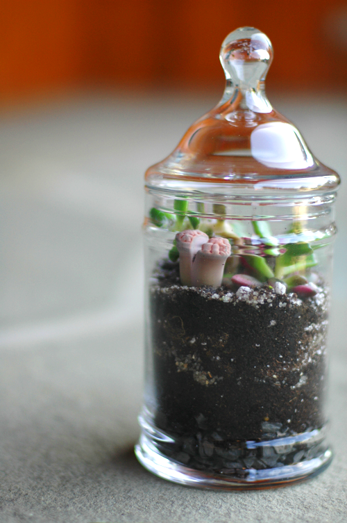 Fine and Feathered - Terrarium DIY