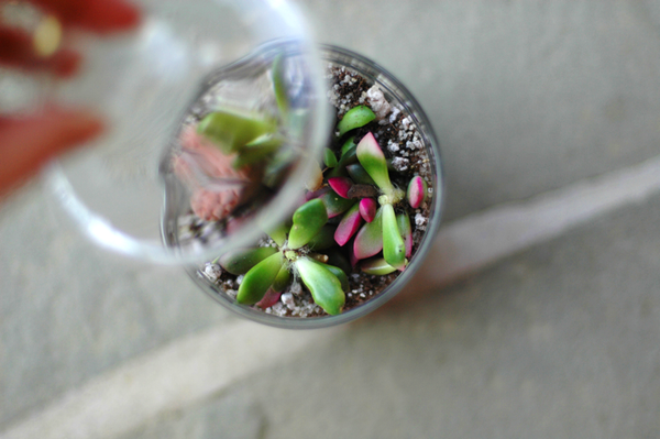 Fine and Feathered - Terrarium