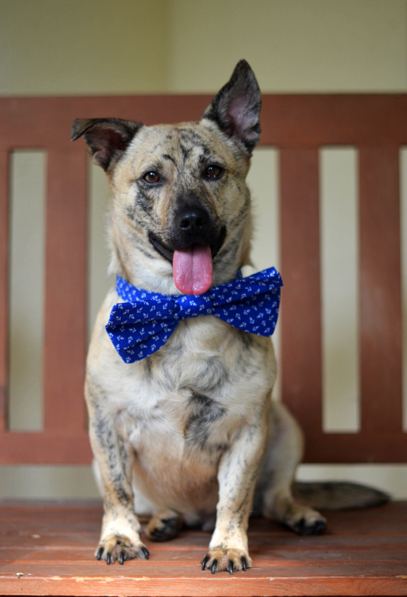 Fine and Feathered Doggie Bow Tie DIY