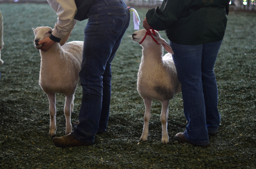Fine and Feathered Sheep Festival