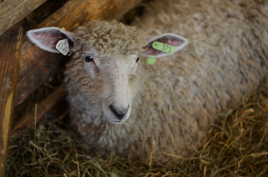 Fine and Feathered Maryland Sheep and Wool