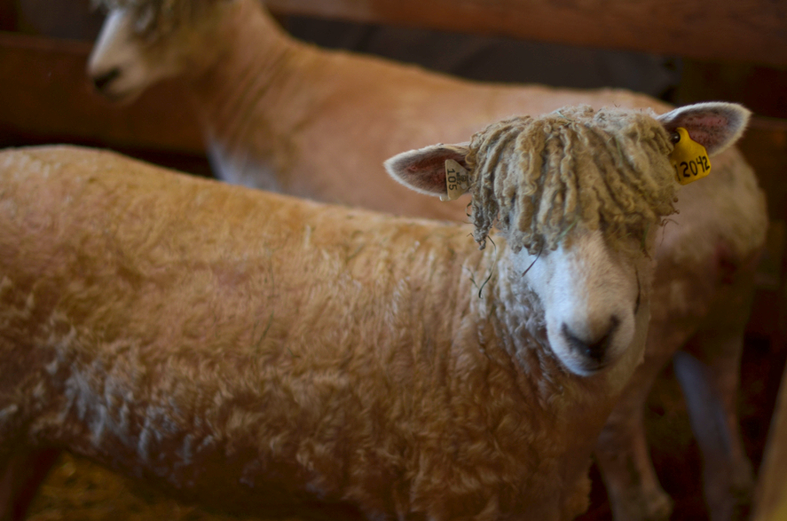 Fine and Feathered Sheep