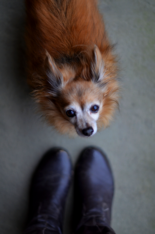 Fine and Feathered Blog