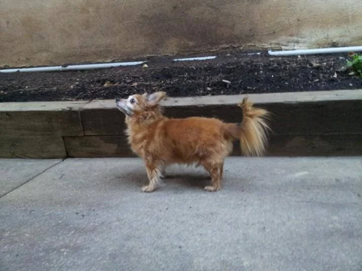 Fine and Feathered Blog