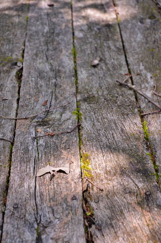 Fine and Feathered Blog