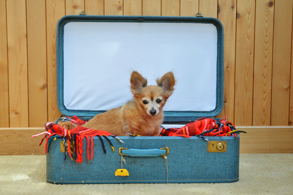 Fine and Feathered Blog