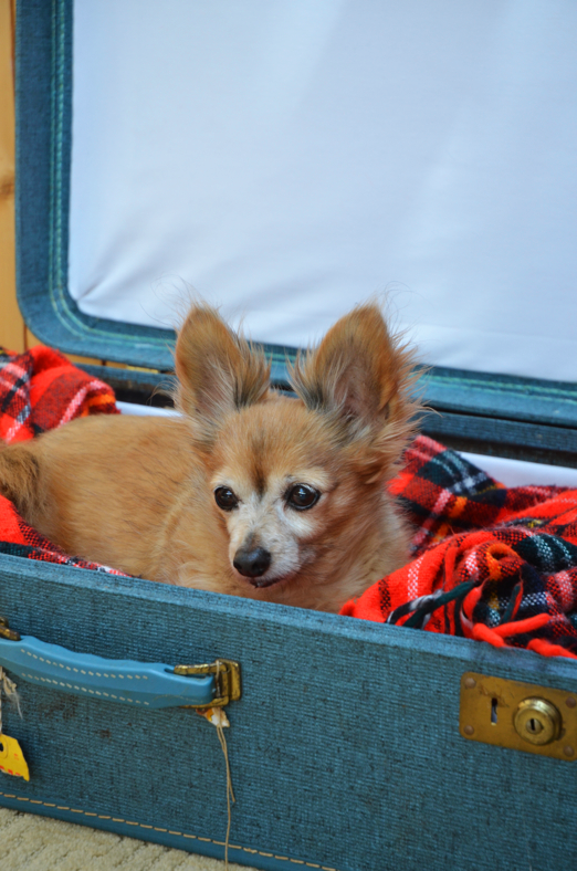 Fine and Feathered Blog