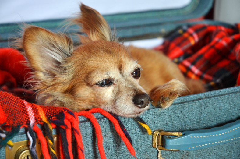 Fine and Feathered Blog