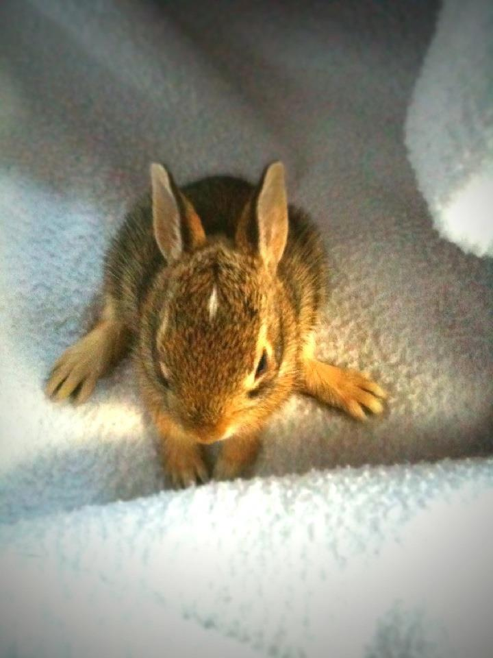 Fine and Feathered Blog