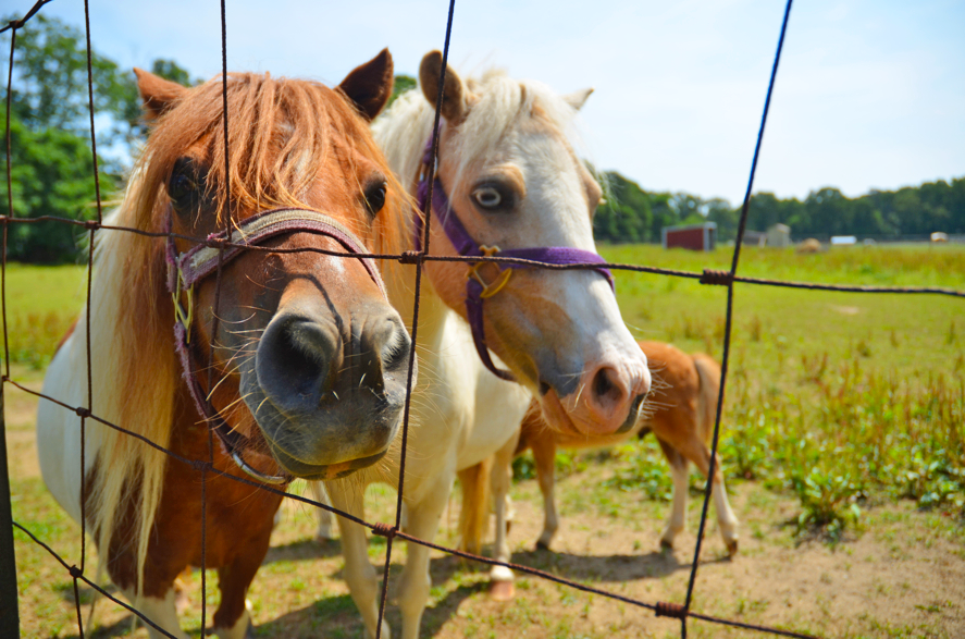 Fine and Feathered Blog