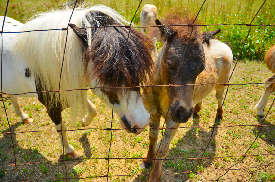 Fine and Feathered Blog