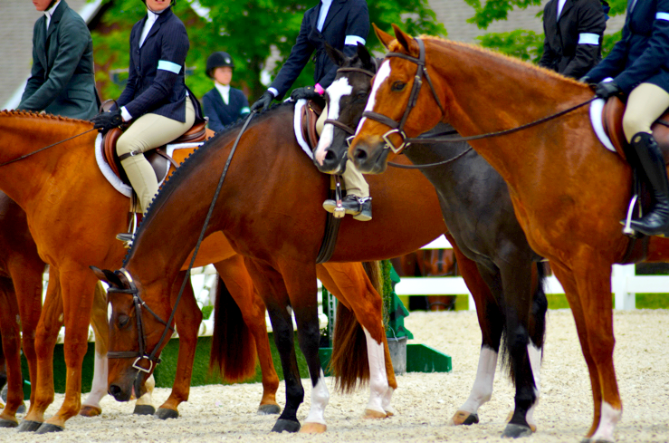 Fine and Feathered Blog