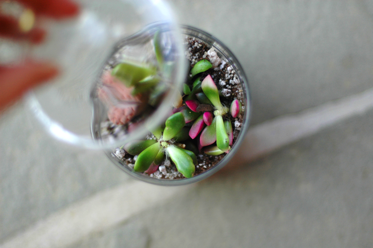 Fine and Feathered Blog