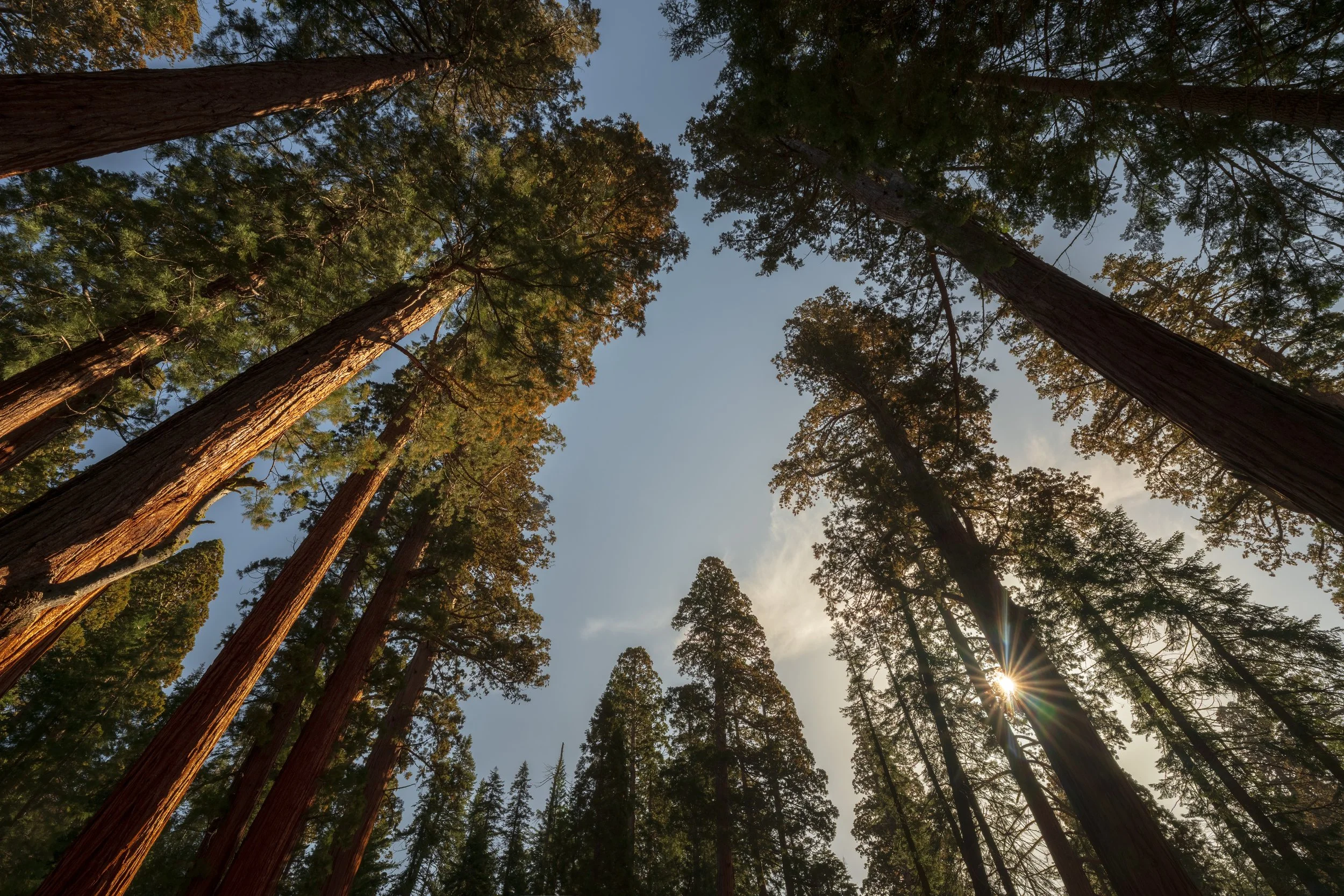 Maximizing Your Forest Shots
