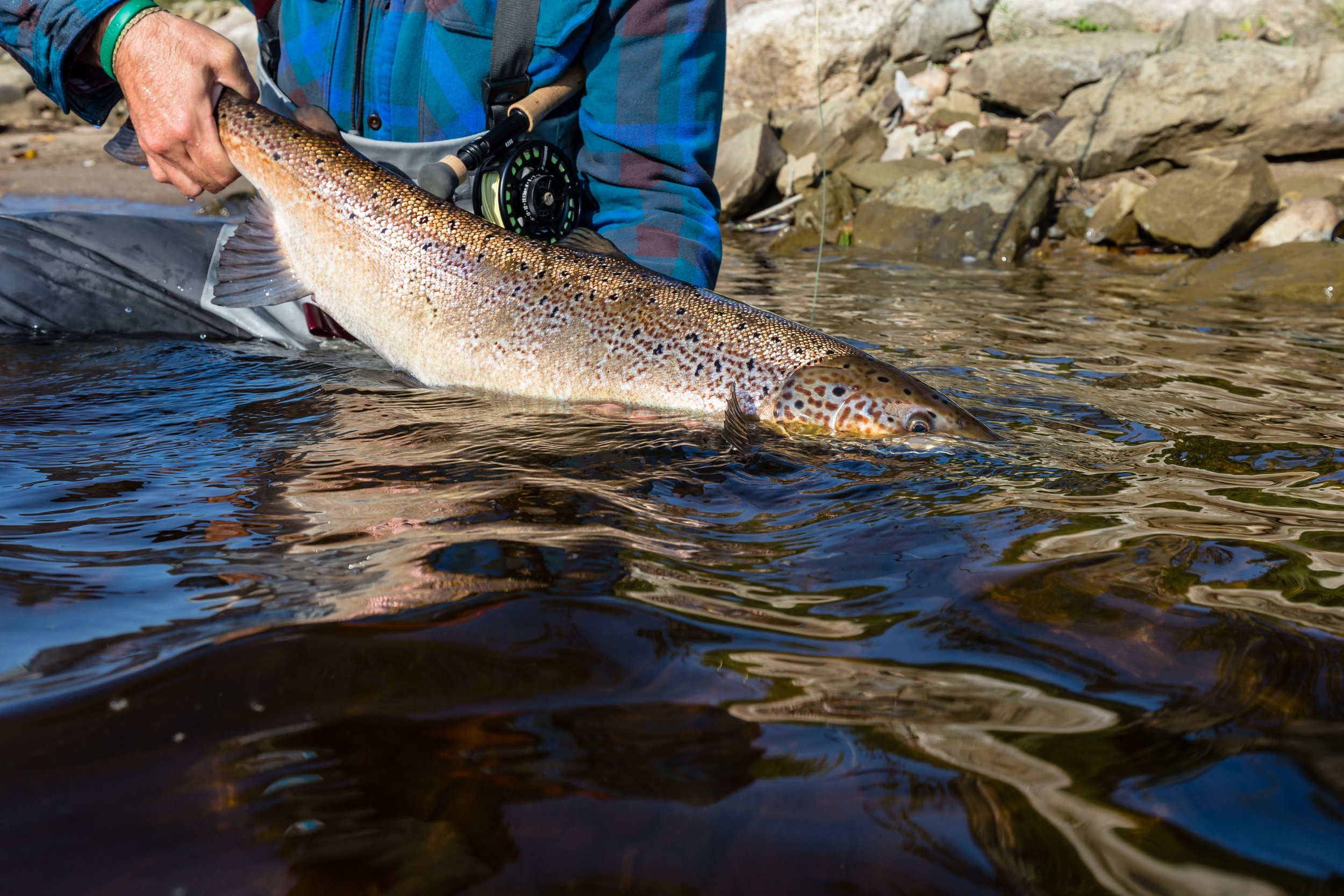 fly fishing on the miramichi 5.jpeg