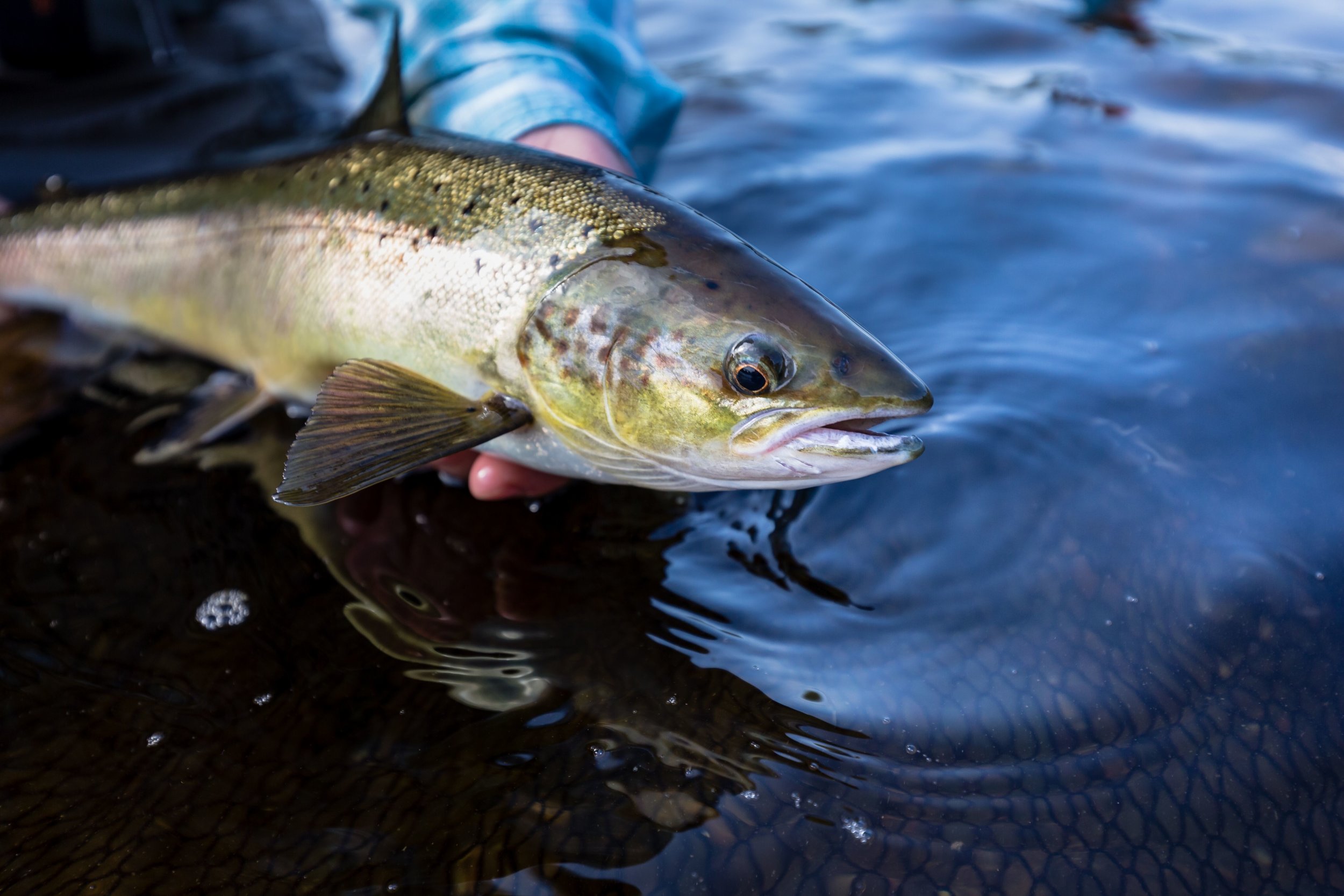 salmon fishing on the miramichi 5.jpeg