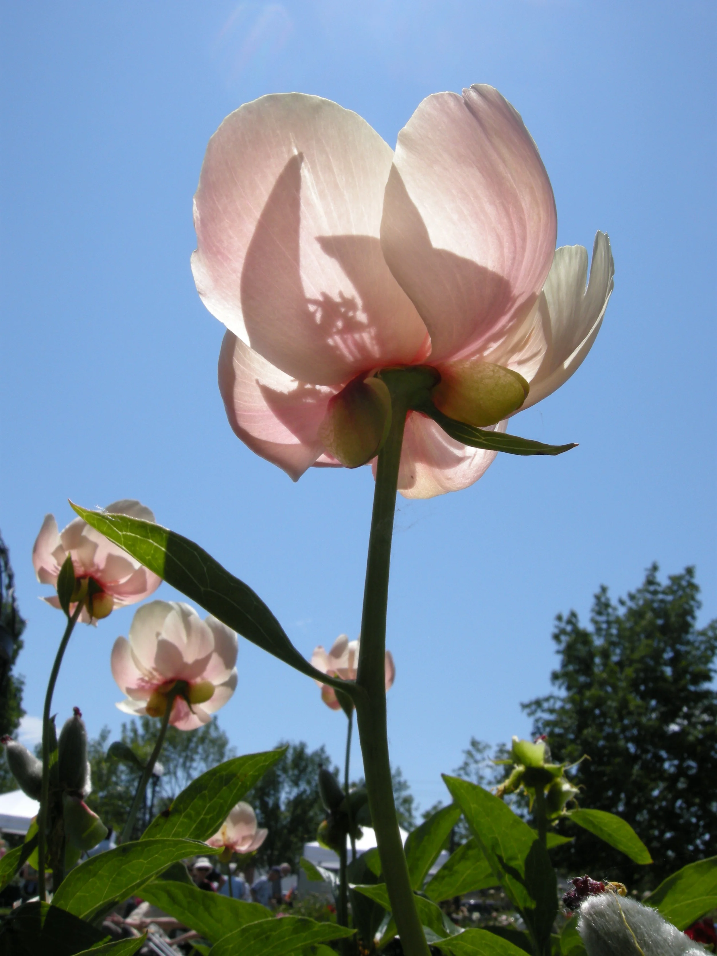 Peony backlit 1.jpg