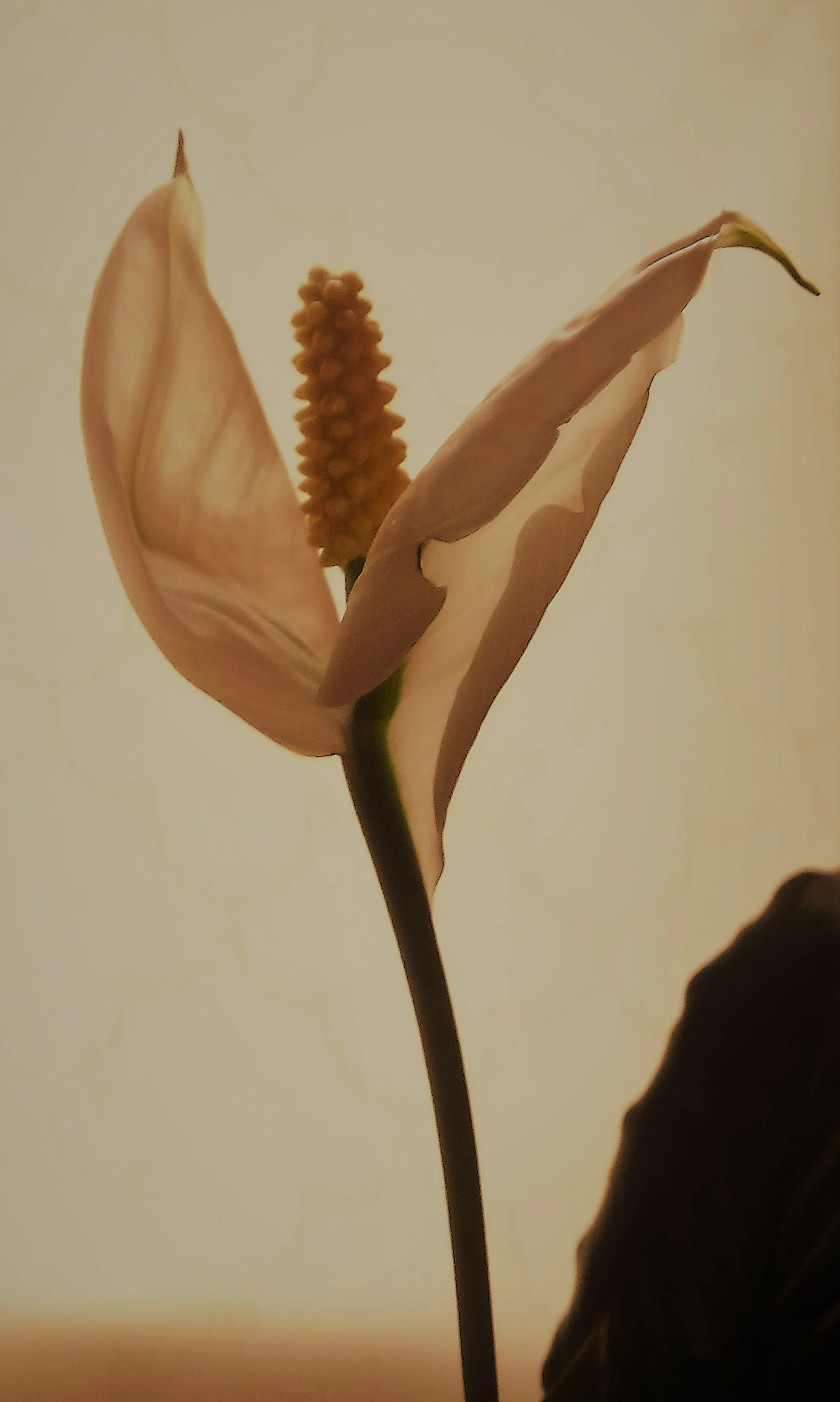 Lily sepia altered.jpg