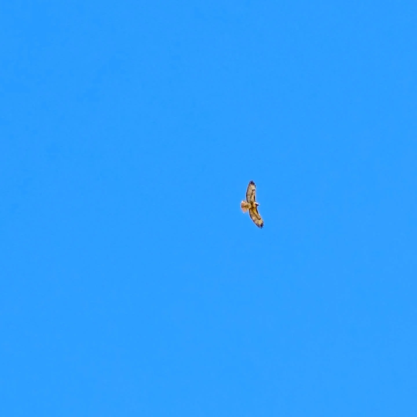 The red tailed hawk circling overhead
Was my reminder today
Of my strength. 
And just how loved and protected I am. 

💛🙏🏻🦅

#hawk #poweranimal #aliveinthefire