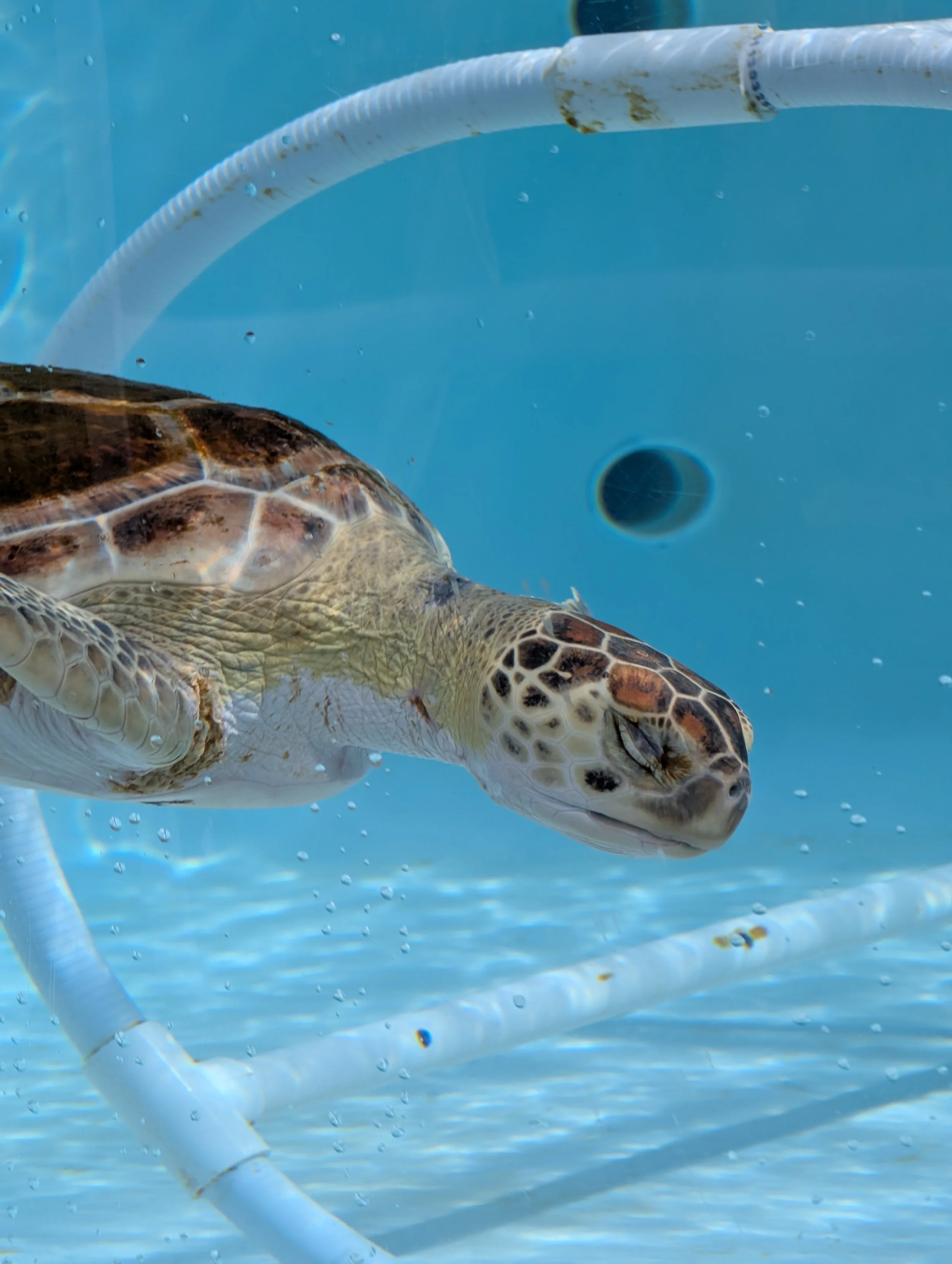 My Visit to Loggerhead Marine Life Center, a Sea Turtle Sanctuary