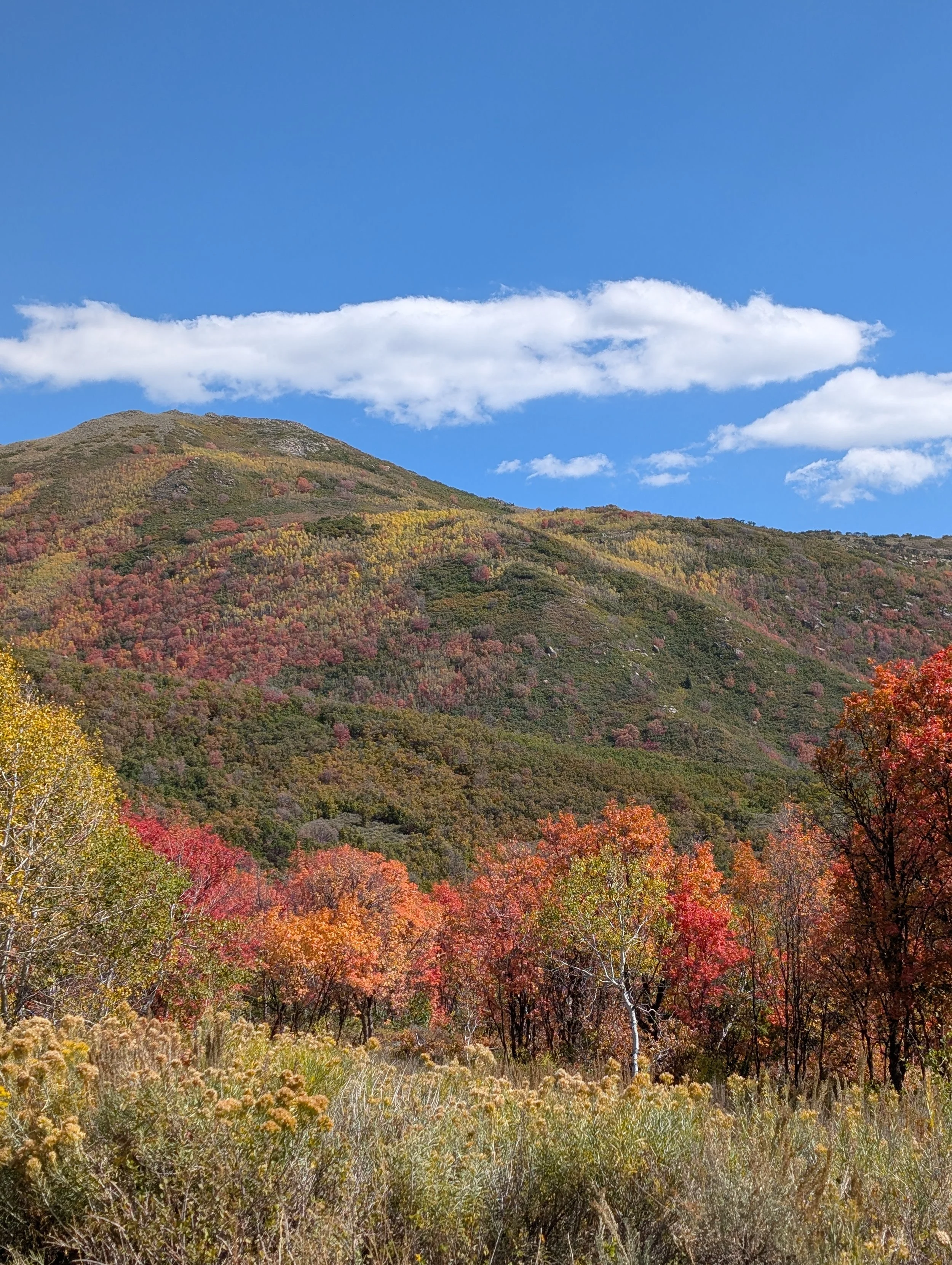 Autumn Colors in Big Cottonwood Canyon, Plus a Visit to Cafe 140B