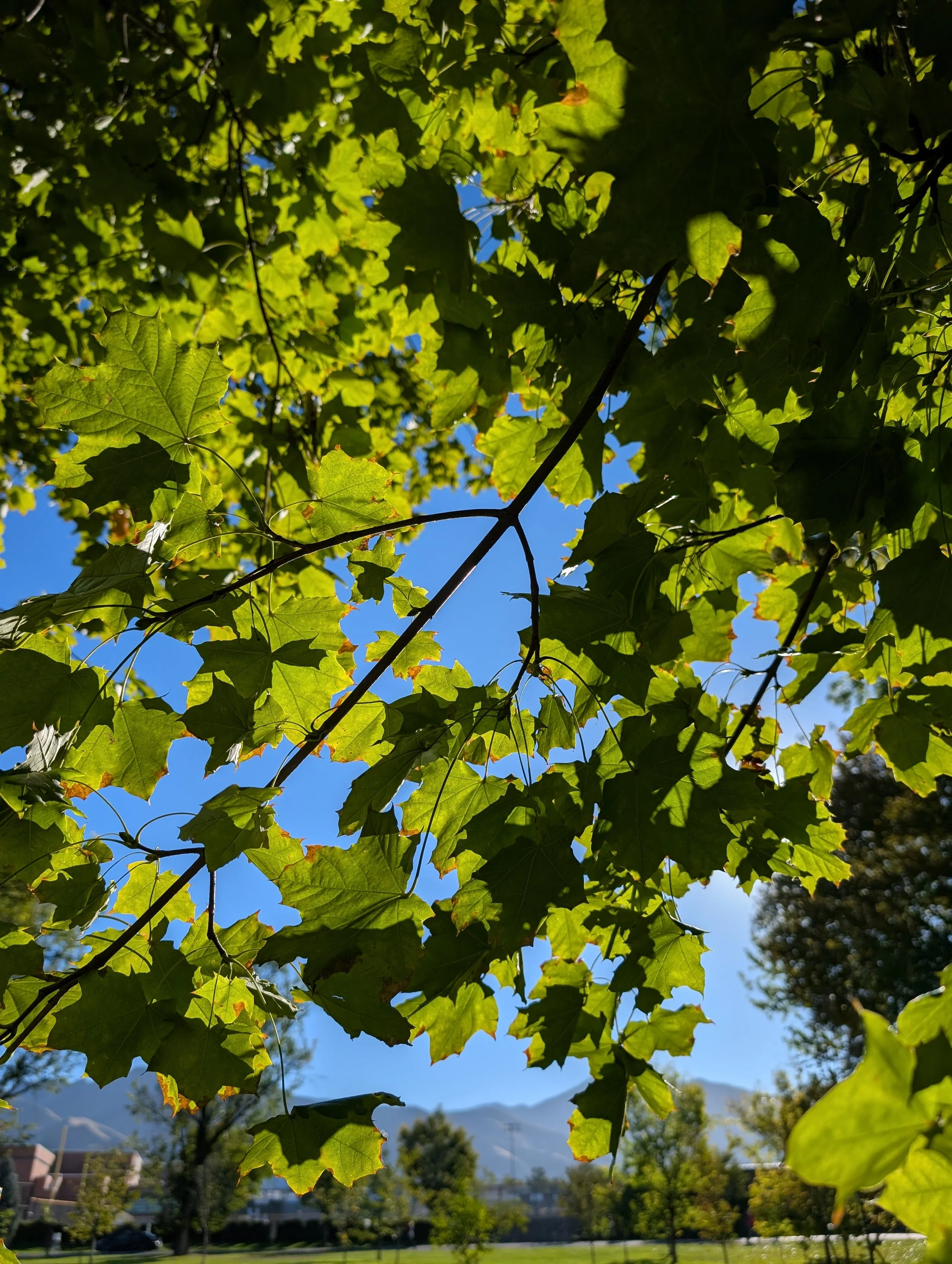PXL_20260930_152157791.jpg