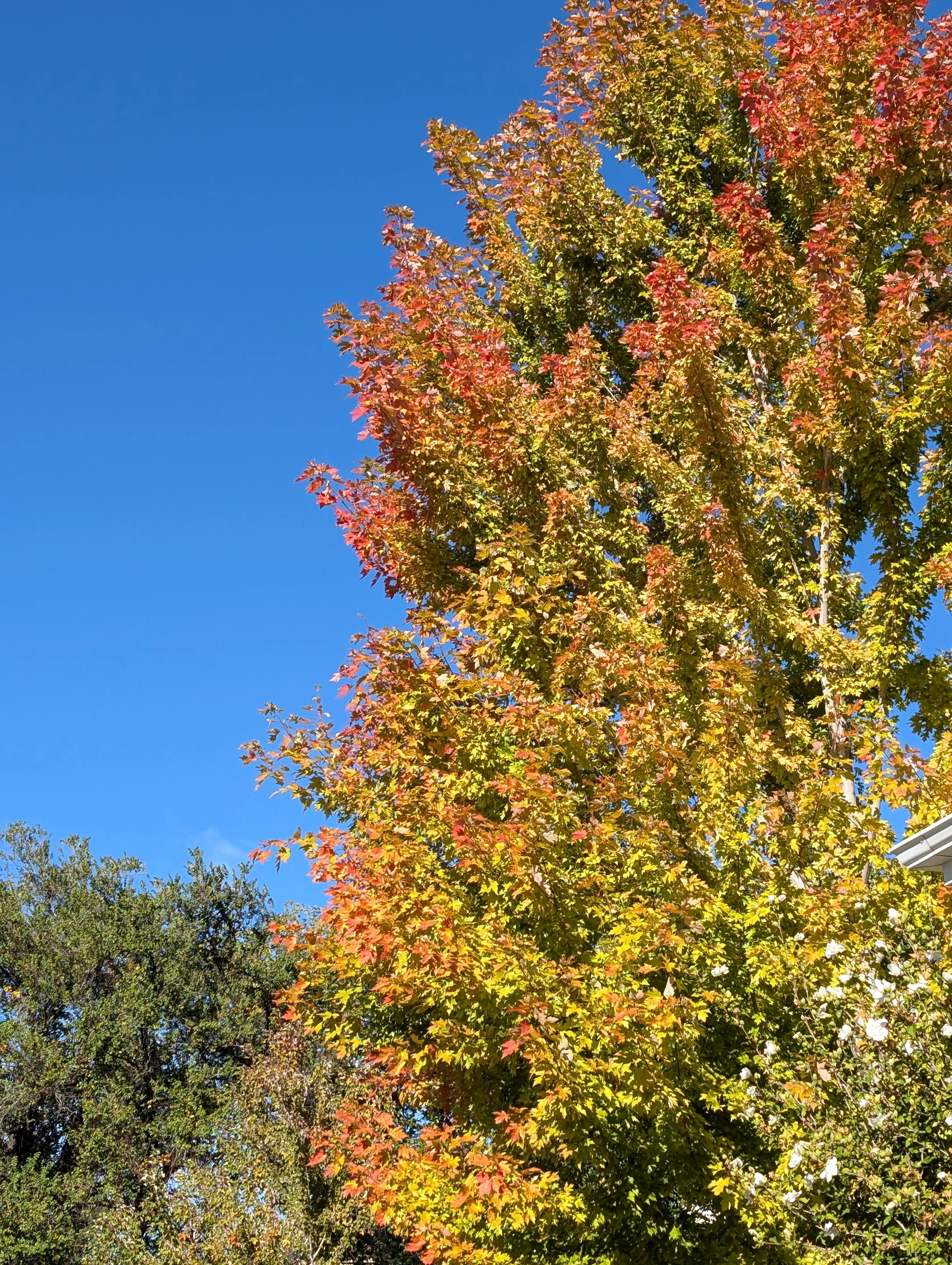 PXL_20261005_161632298.jpg