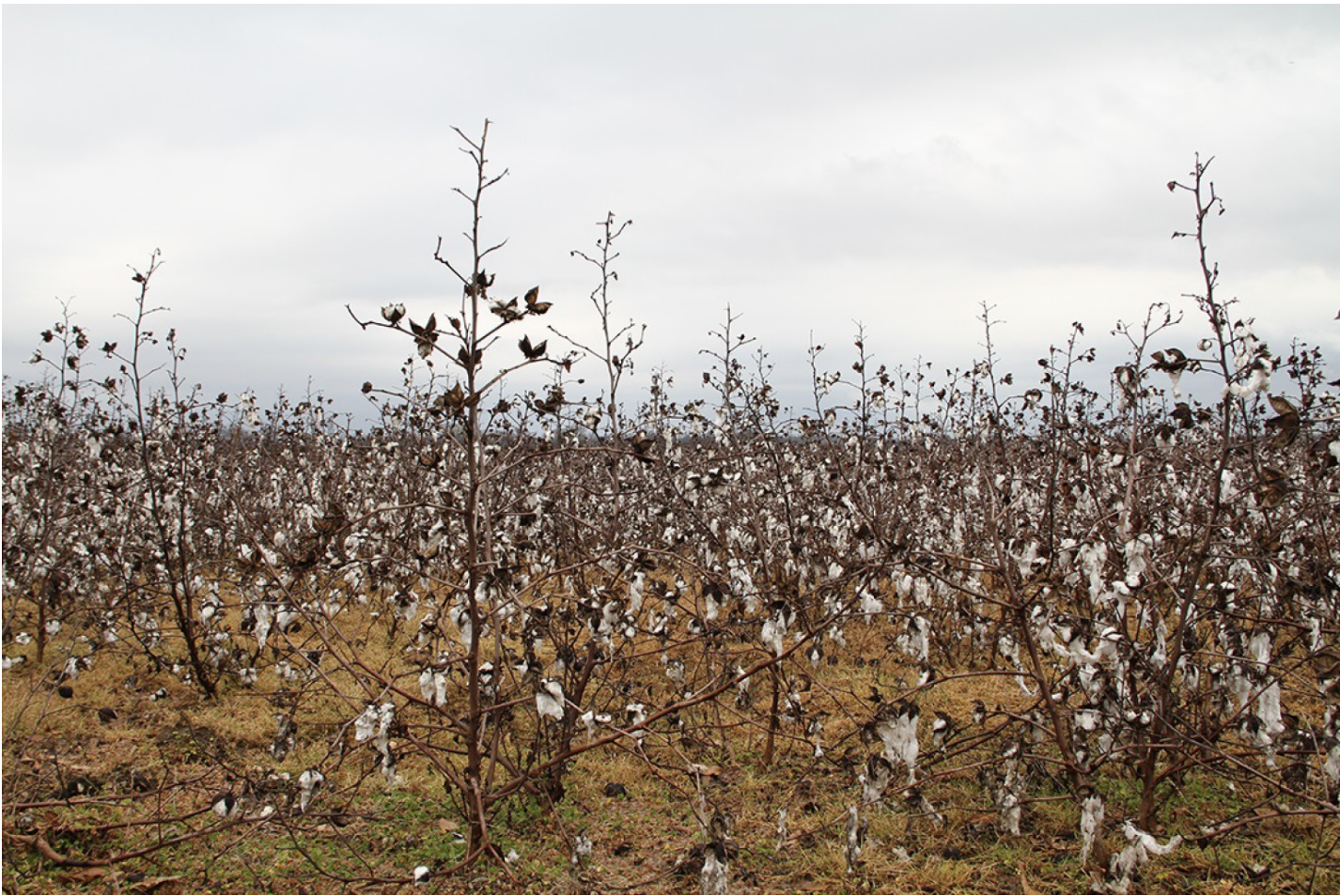 The Cotton Connection in Bozar