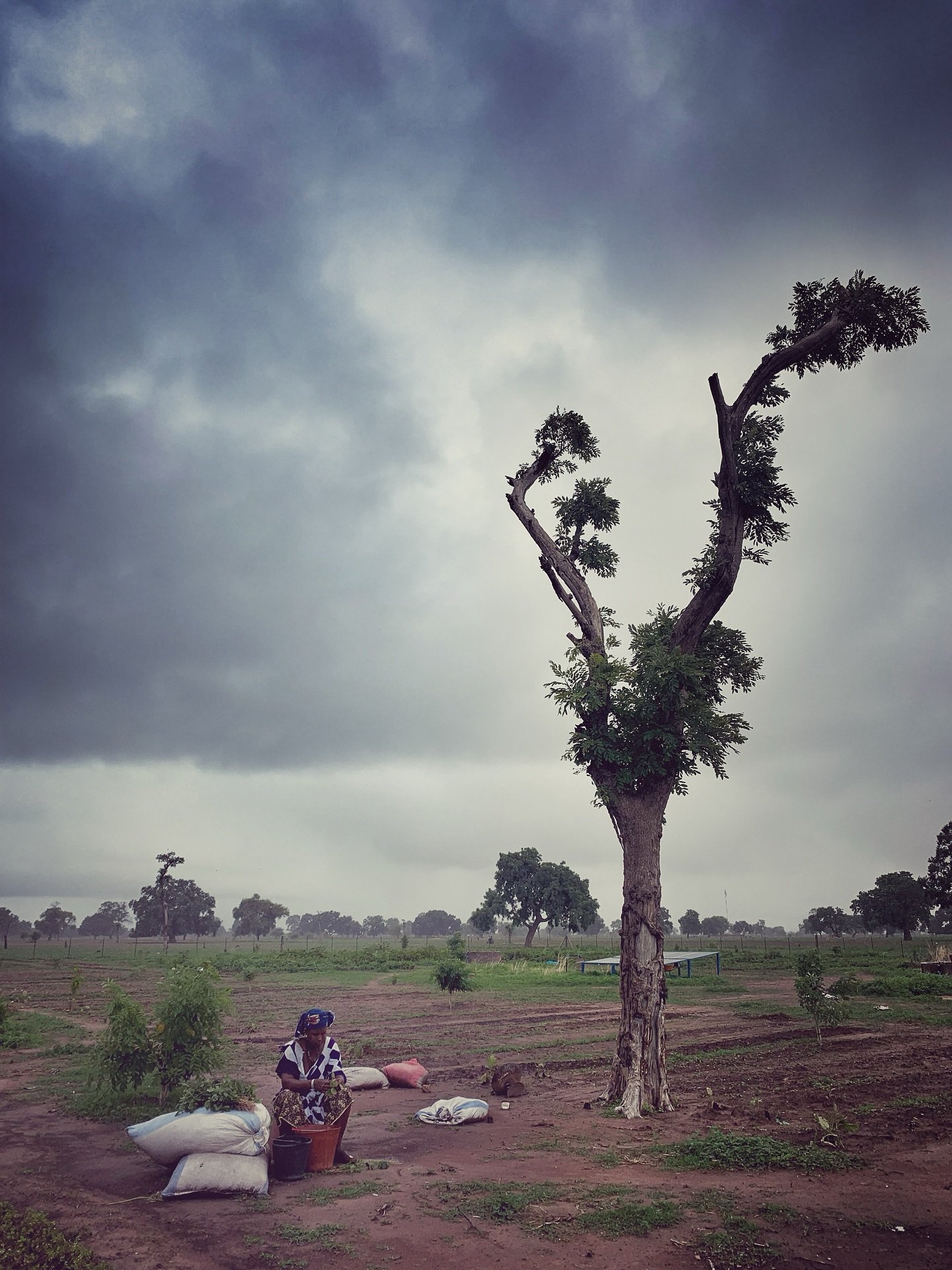 Xam-xam sorewal, dafa laqu - Knowledge is not far away, but it&rsquo;s hidden, a #wolof saying goes. Being here we&rsquo;re trying to unriddle how preserving ancient wisdom can provide a solution for today&rsquo;s challenges. It makes us understand h