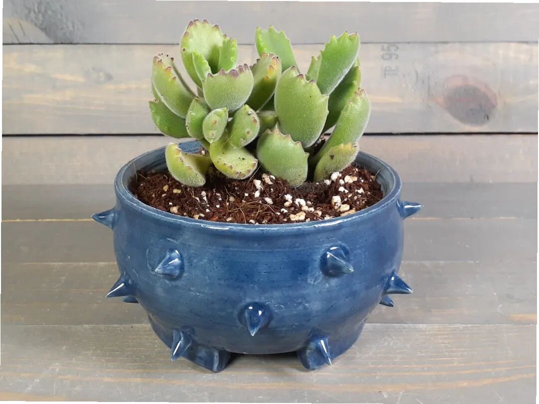 New Year, new plant! I love this bear paw succulent, it's so cute!! A $3 home depot score 🌵🌿😎

#jmnpottery #bearpawsucculent #succulentpots #ceramicplanter #handmadeceramics