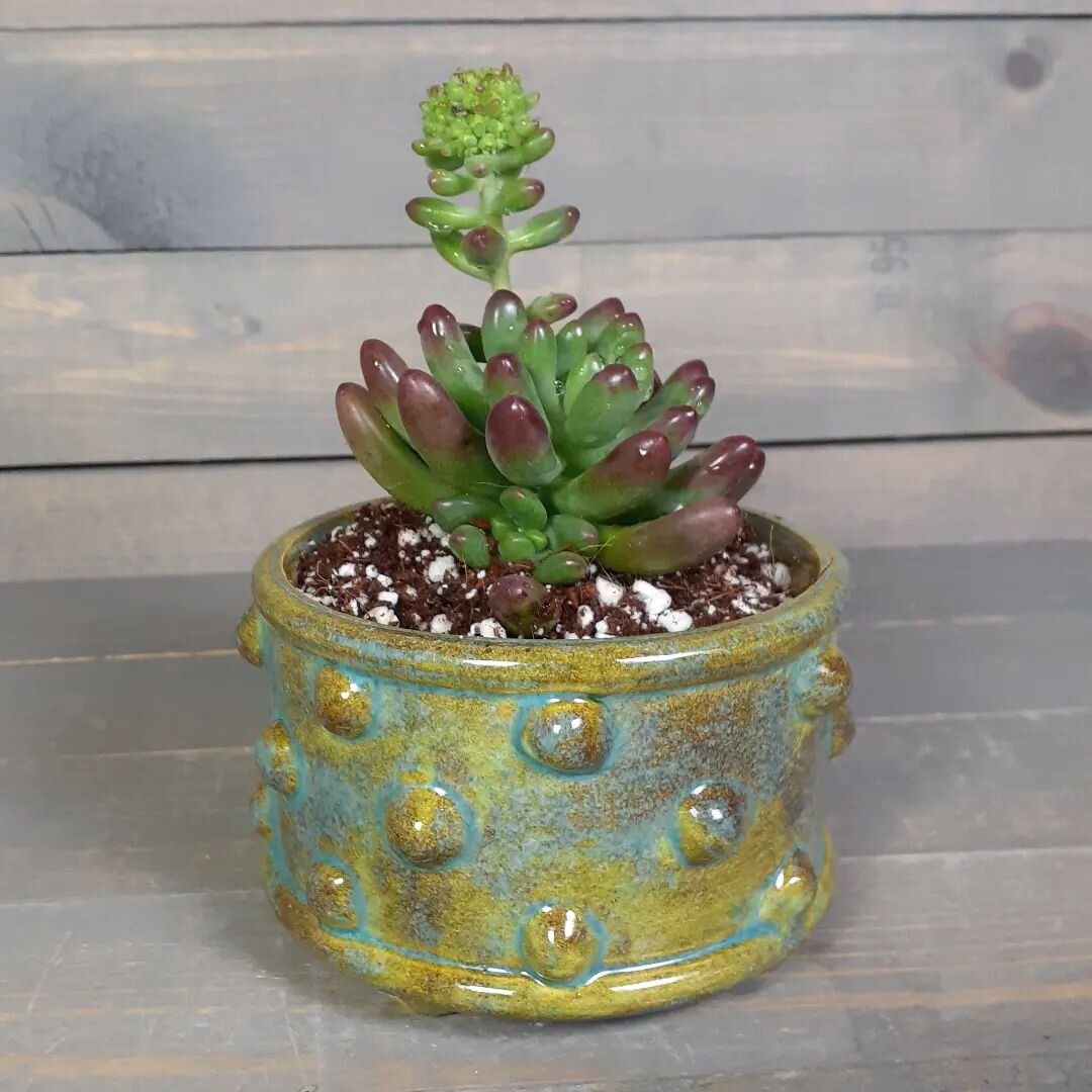Too cute to pass up! 😍 
I just happened to have the perfect pot for it sitting on my desk 😉 

#succulents #perksofmywork #jmnpottery