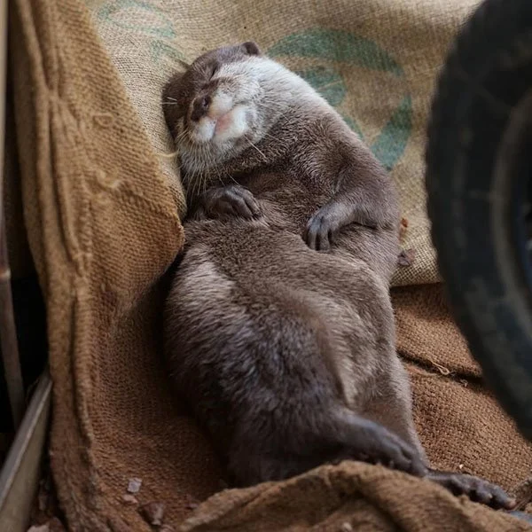 This Must Be Some Nap