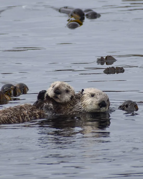 Oregon Needs You, Sea Otters