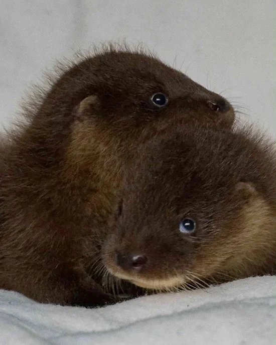 You're Going to Be A-Okay, Little Otters