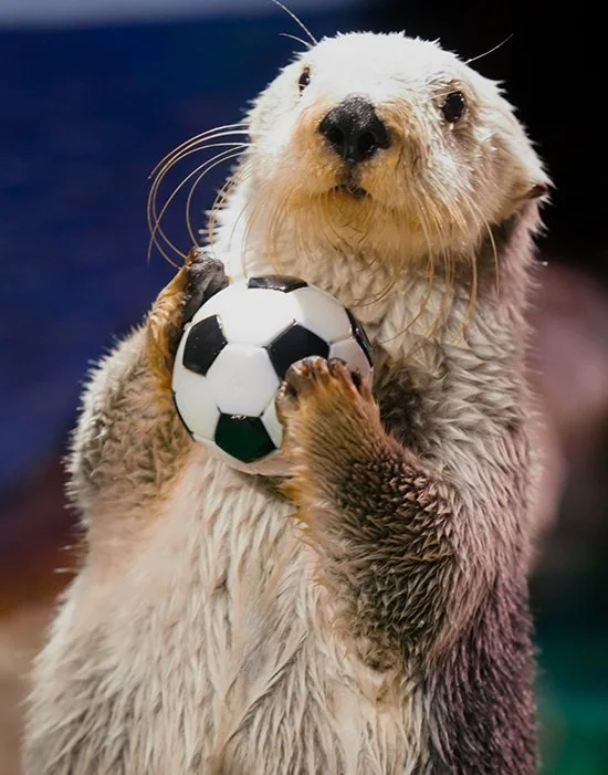Who Are You Rooting For Today, Sea Otter?