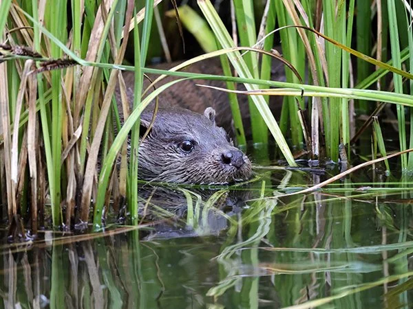 Otter Lurks Among the Reeds