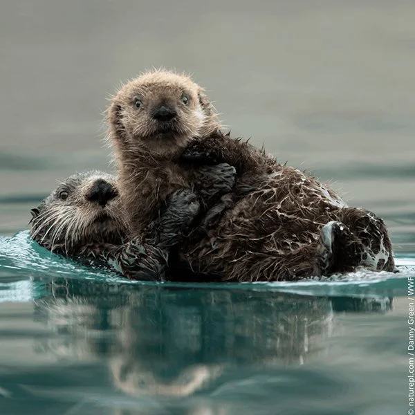 OMG Mom, Look at That Big Bald Otter!