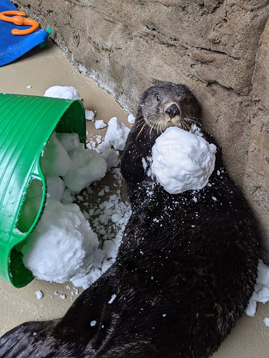 Sea Otter's On Her Way to Building an Epic Snow Otter — The Daily Otter