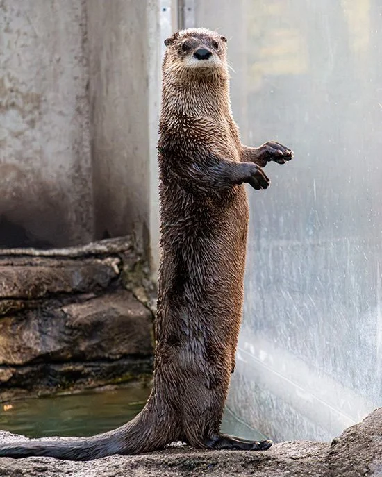Oh Hello, Human, I Didn't See You There