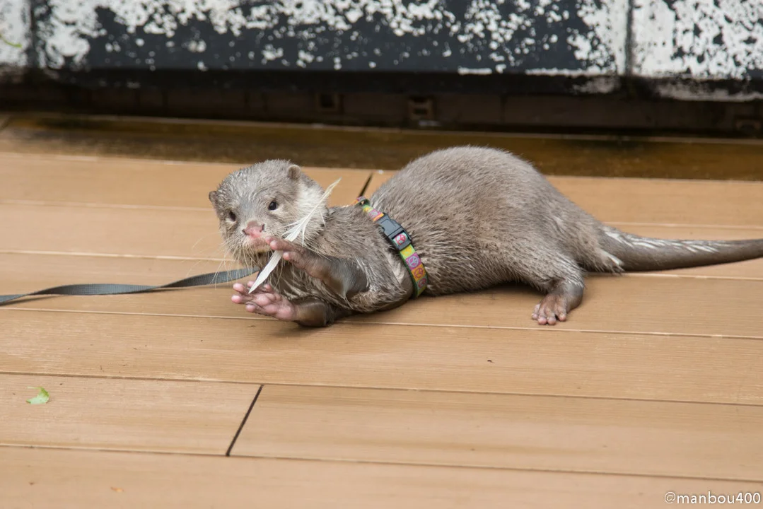 Little Haku Gets a Feather to Play With 4