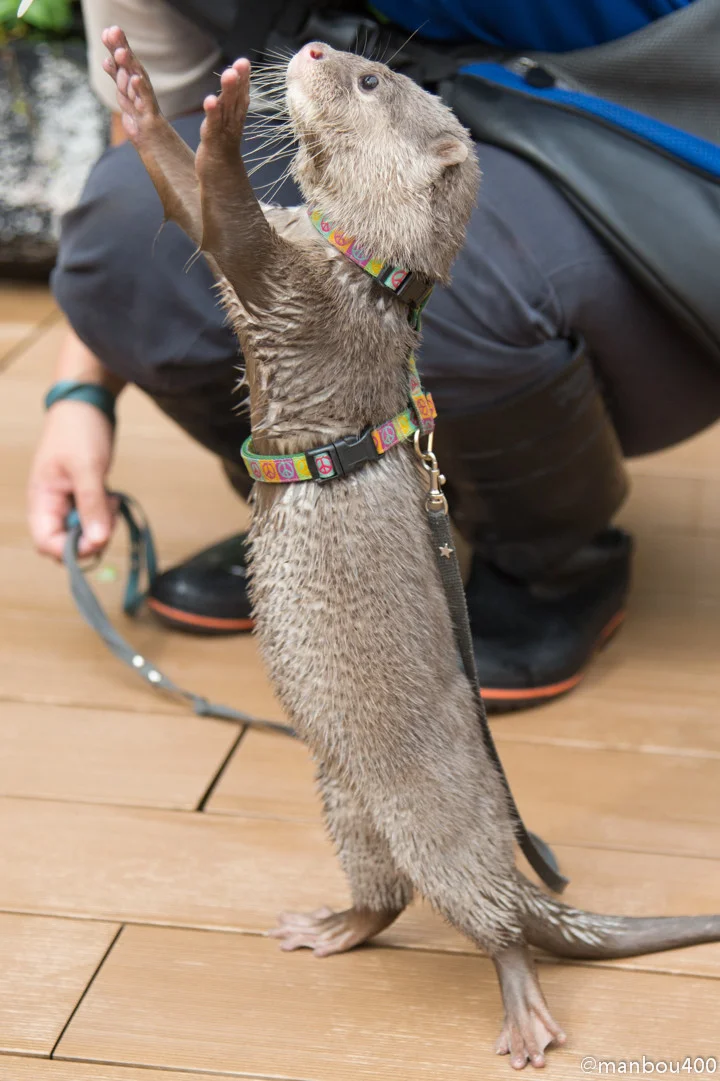 Little Haku Gets a Feather to Play With 1